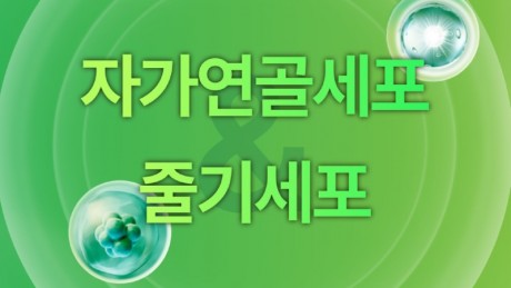 240401_Megacarti_자가연골세포, 줄기세포 비교.jpg